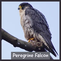 Peregrine Falcon